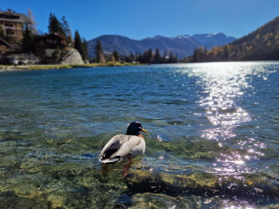 Superbe Appartement Champex-Lac Avec Piscine Et Sauna Εξωτερικό φωτογραφία